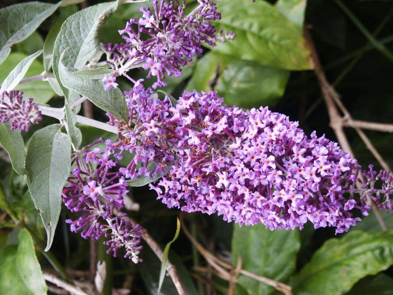 Purple Buddleia,  (Buddleja davidii)