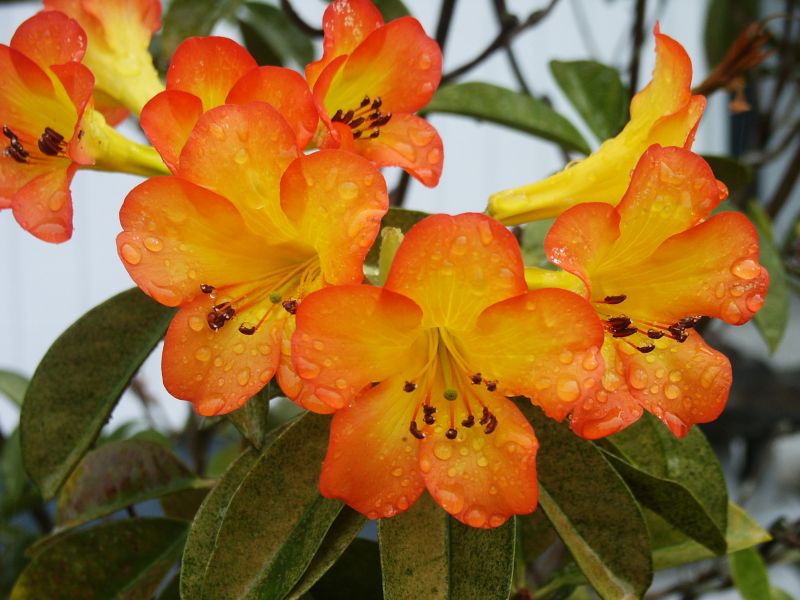 Golden Rhododendron