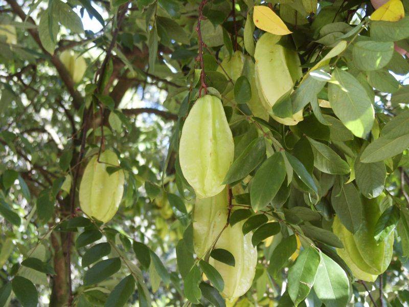 Star fruit
