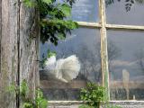 White fan-tail pigeon in window of barn