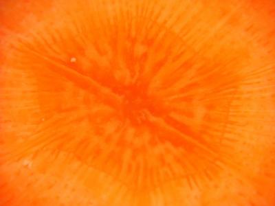 Carrot Core