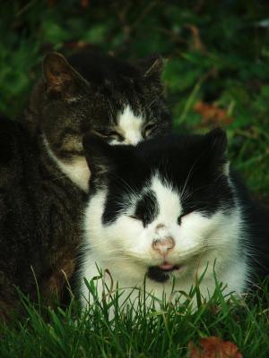 As Quiet as a Church Cat