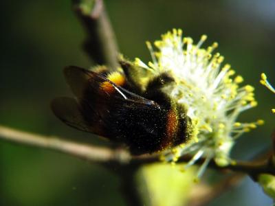 Bringing Home the Pollen