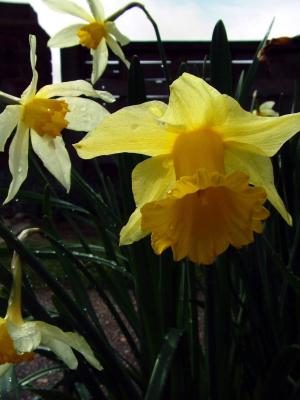 Dripping Daffs