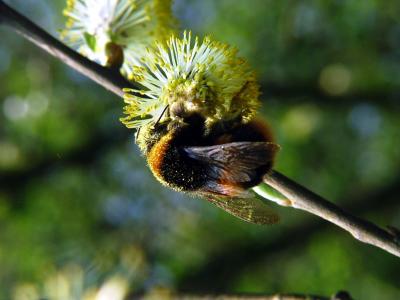 Pollen Covered