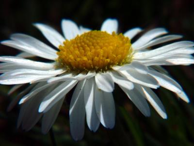 Pretty Daisy