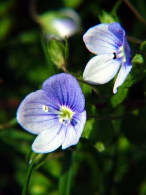 Speedwell