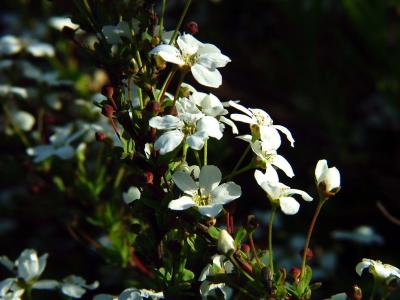 Unknown Shrub