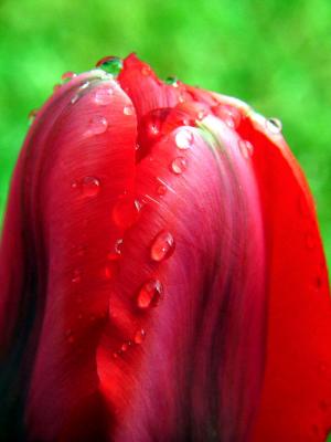 Wet Tulip