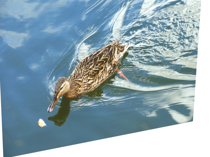 duck drowned  just after this shot .something pulled it underneath  ) :