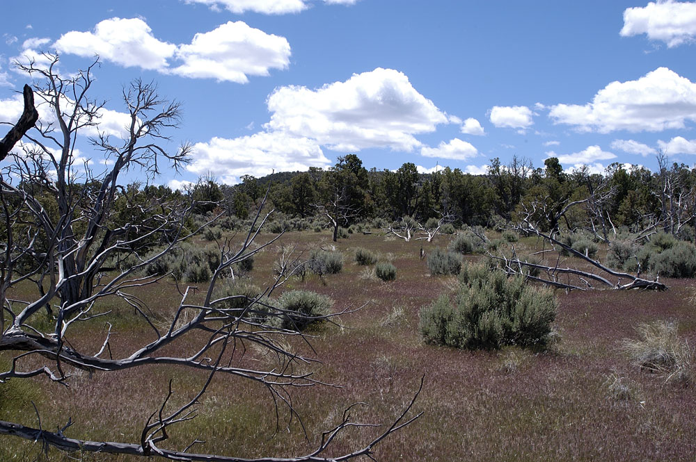 Colorado National Monument Plateau