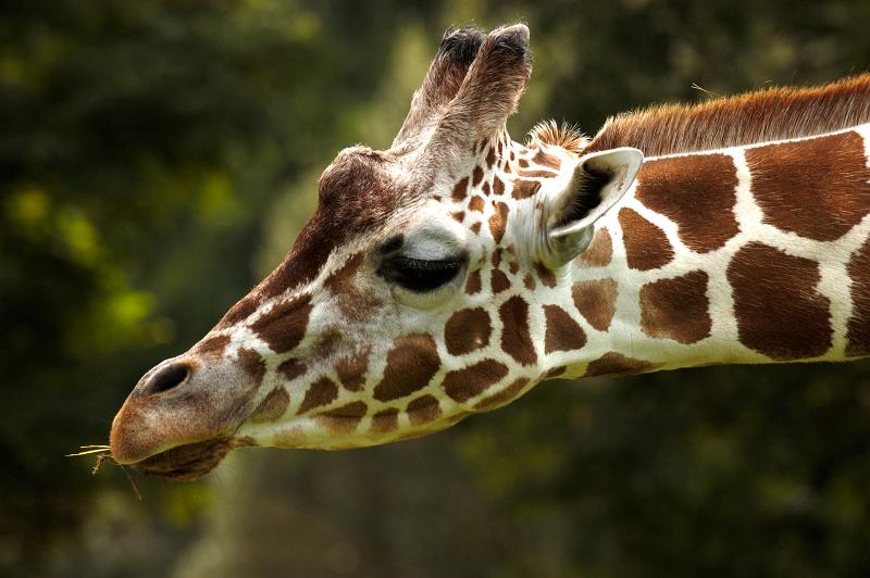 Giraffe1.jpg