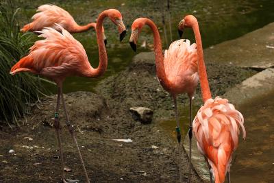Flamingos_2.jpg