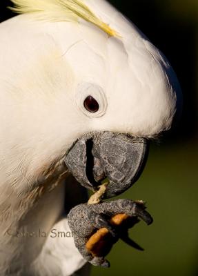 Cockie eating a cracker