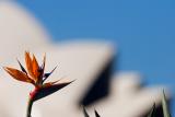 Strelitzia with Opera House backdrop