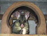 Brushtail possum residing in our garage