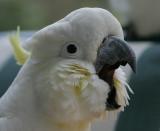 Cockatoo close up