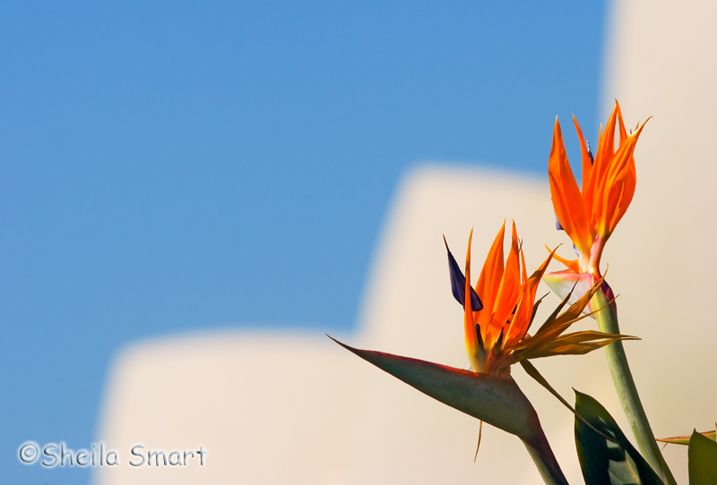 Two strelitzias with Opera House backdrop