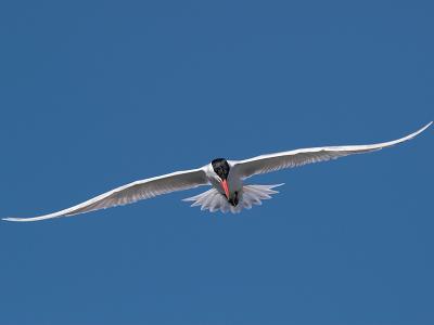 Caspian Tern _4191457-01JP.jpg