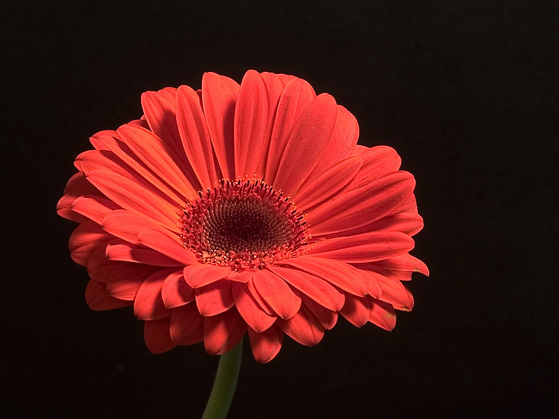 Gerbera