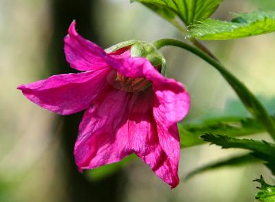 Wildrose Flower