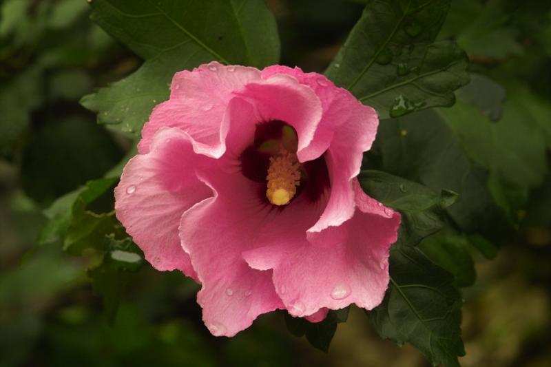 Rose of Sharon