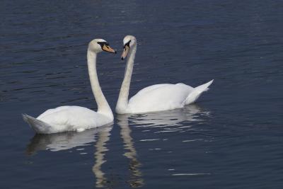 Swans (Barry, Wales)