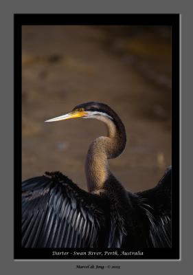 darter.jpg