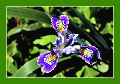Blue.Iris.jpg