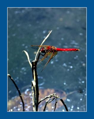 Dragonfly.cropped.jpg