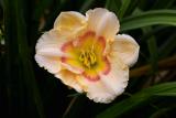 Peach Day Lily - (Steve Wolniak)