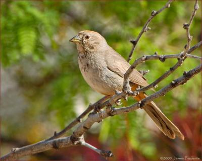 CanyonTowhee