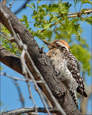 Ladder-backed Woodpecker