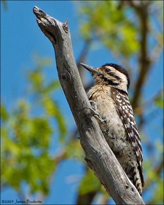 Ladder-backed Woodpecker