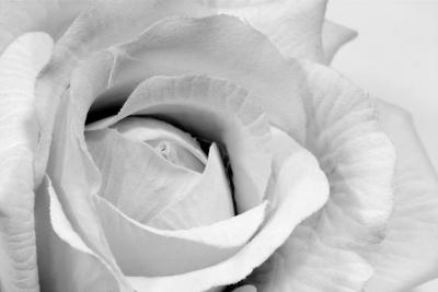 White Rose Abstract BW.jpg