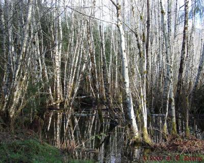 Stand of trees in water