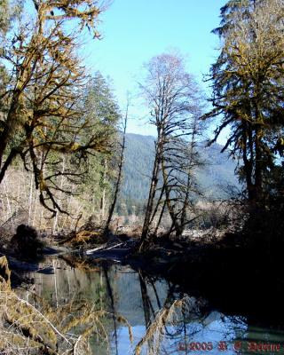 Hoh River tributary