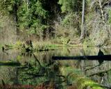 Moss-covered logs in pond