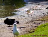 Strafing  - April 18, 2005
