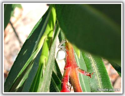 Falassarna spider