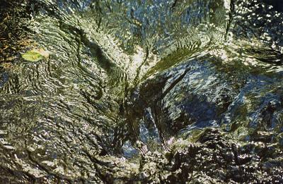 waterbird