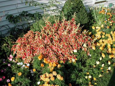 Jim's Garden 2002