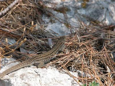 tn_Img01025.jpg