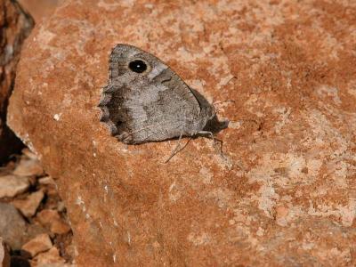 tn_Img01270.jpg