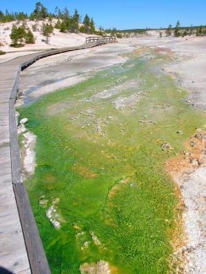 u17/smbloom/medium/5434218.GreenbacteriaalongtheboardwalkintheNorrisGeyserBasin.jpg