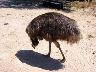 Ostriches or emus?  I dropped my contact lens