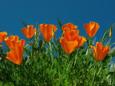 Poppies