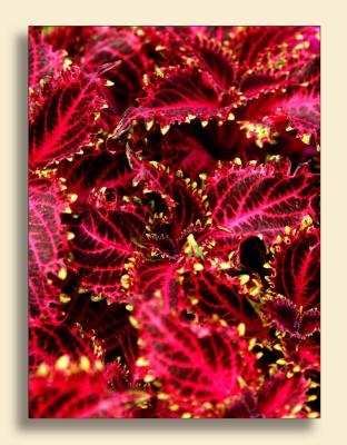 Flora