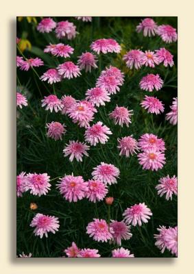 Flora