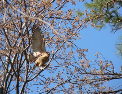 Great Horned Owlets Learn to Fly